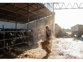 El Gobierno aprueba un real decreto para la ordenación de las granjas bovinas