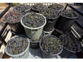 El Gobierno de la Rioja crea un órgano específico para controlar las operaciones comerciales de compra-venta de uva de la vendimia