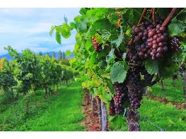 El MAPA prevé una oferta disponible de 72,1 Mhl de vino en la actual campaña 2020/21