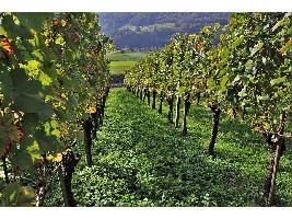 El Ministerio de Agricultura distribuye autorizaciones para plantar 945 nuevas hectáreas de viñedo en 2021