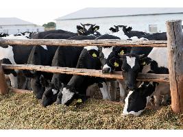 El Ministerio de Agricultura, Pesca y Alimentación difunde una guía informativa sobre la nueva normativa de las granjas de ganado bovino