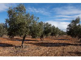 El Ministerio incrementa los importes de la ayuda asociada al olivar tradicional que complementarán la ayuda básica y los eco-regímenes
