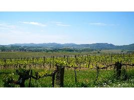 El Parlamento Europeo aprueba prolongar las medidas de apoyo por covid al sector del vino en 2021.