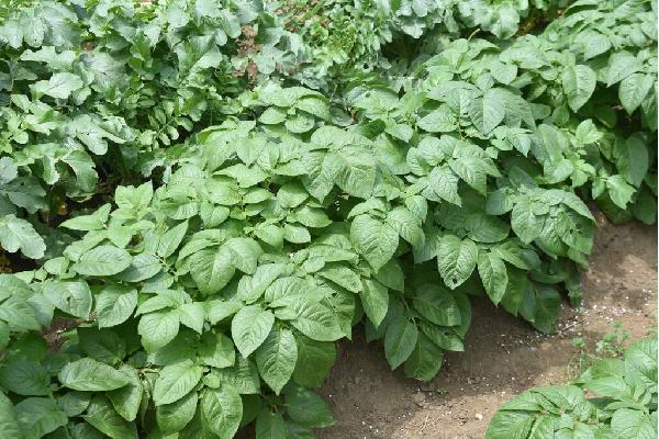El proyecto ADAPT sigue avanzando en la búsqueda de variedades de patata que se adapten mejor a la sequía y las olas de calor