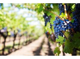 El sector vitivinícola cuida del medio ambiente a través de la innovación y sostenibilidad