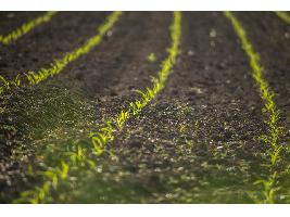 España apuesta por dejar el carbono en los suelos agrícolas como solución climática