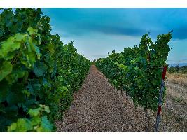 España solicitará a la Comisión fondos extraordinarios para hacer frente a las dificultades del sector vitivinícola.