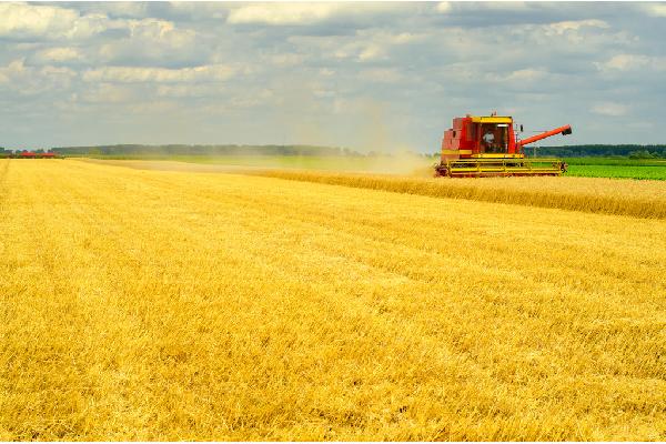 España tiene cubiertas las necesidades de compra de cereales, pese al conflicto de Ucrania, pero a un precio más alto