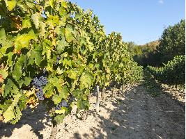 Estreno mundial del documental sobre la región vinícola de Rioja en SEMINCI