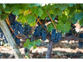 Galicia invierte en el futuro: Transformación y sostenibilidad en el viñedo