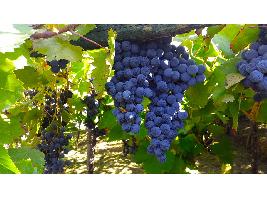 Innovación vitivinícola: Cómo los genes pueden mejorar los vinos.