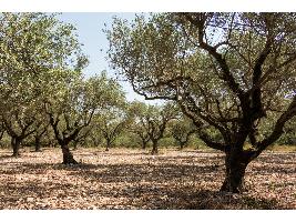 Jornada de campo sobre cubiertas vegetales en olivar para mostrar su eficacia contra la erosión, retención de agua y mejora de la calidad del suelo