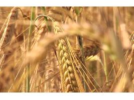 La caída de la producción mundial deberá provocar un incremento de los precios del trigo duro nacional