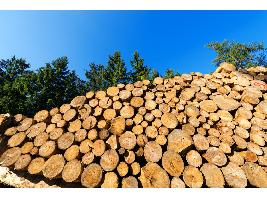 La clave para prevenir incendios está en el aprovechamiento de la biomasa forestal como energía renovable