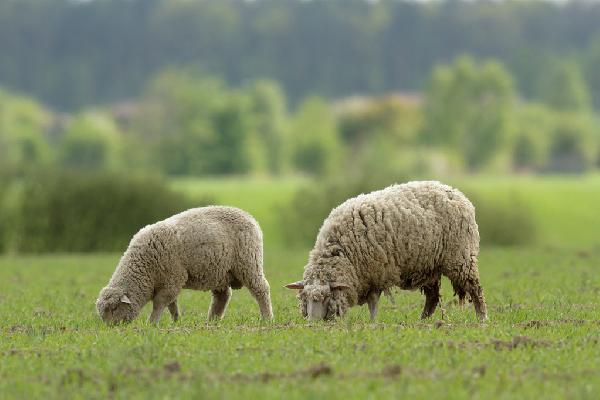 La Comisión Europea flexibiliza las restricciones de movimiento de ganado por la viruela ovina y caprina en Castilla-La Mancha