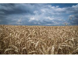 La Comisión Europea sitúa la cosecha de cereales en los 294,8 millones de toneladas, la de oleaginosas en los 30,4 y la de remolacha en los 113 millones