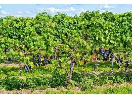 La Conferencia Sectorial de Agricultura aprueba la distribución de cerca de 126,1 millones de euros para distintos programas vitivinícolas