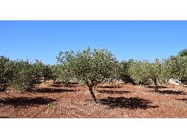 La cosecha de aceituna en Castilla-La Mancha rondará las 105.000 toneladas