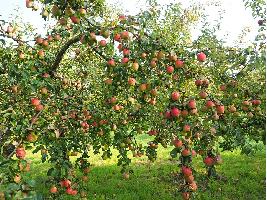 La IGP Poma de Girona prevé una cosecha de manzana un 16% superior a la de hace un año y de alta calidad