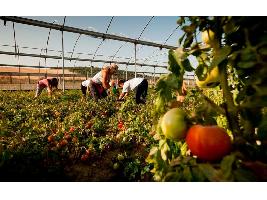 La PAC Verde: La Comisión Europea promoverá las compras públicas de alimentos ecológicos para incentivar su cultivo