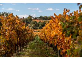 La Rioja refuerza el control sobre operaciones de uva de vendimia