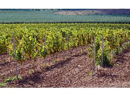 La Unión Europea registra la nueva Denominación de Origen Protegida de vino de pago “Rosalejo”