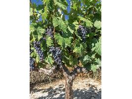 Las exportaciones vuelven a salvar al sector vitivinícola español