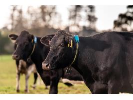 Las vacas ya pueden zafarse de las olas de calor gracias a un collar inteligente
