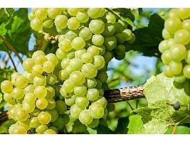Las variedades de uva en Esencia Wines: vinos diferentes de gran calidad