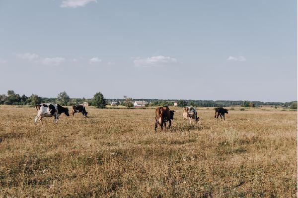 Liquidez para el campo: El Gobierno abonará en octubre los 355 millones en ayudas a la ganadería por la sequía