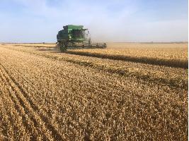 Los datos reales de rendimientos confirman que España tendrá la mejor cosecha de cereales de su historia