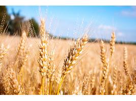 Los mercados internacionales siguen al alza y presionando para subir los precios de los cereales nacionales en la lonja del Ebro