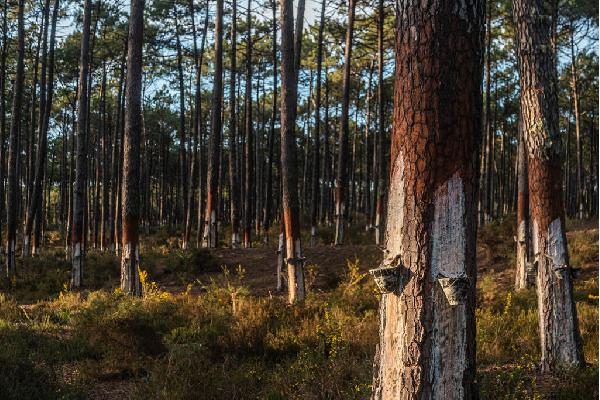 Los pinos resineros, un sector fundamental para el reto demográfico