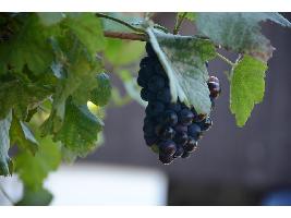MAPA y sector analizan medidas para reequilibrar el mercado vitivinícola a medio y largo plazo.