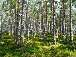 Pacto Verde Europeo: La CE propone una nueva estrategia para proteger y restaurar los bosques de la UE Los bosques aliados en la lucha contra el cambio climático