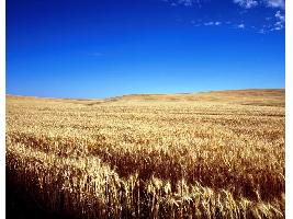 Pese a la incertidumbre, sigue el buen momento y vuelven a subir los precios mayoristas de los cereales a excepción del trigo duro