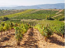 Piden adaptar las medidas de intervención sectorial vitivinícola a (ISV) a la situación actual de crisis