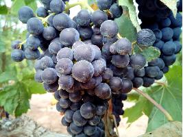 Piden al Ministerio que apoye con fondos propios medidas extraordinarias en el sector vitivinícola antes de empezar la vendimia 2021