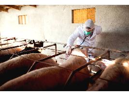 Planas llama a reforzar la bioseguridad ante la gripe aviar y la peste porcina