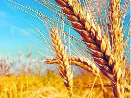 Precaución al vender el trigo: Tres días de subidas en los mercados internacionales invitan a moderar las ventas y esperar el mejor momento
