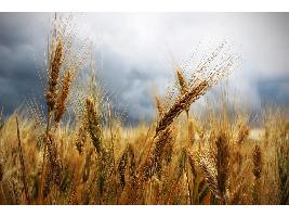 Prevén un aumento de la cosecha de cereales y oleaginosas de la UE-27, pero también de los costes de producción