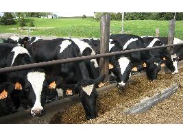 Propuesta al Parlamento Europeo para separar legislativamente la ganadería industrial intensiva de la ganadería extensiva