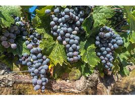 Ribera del Duero cierra la vendimia con una uva sana y de cantidad aceptable
