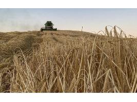 Se mantiene la tendencia alcista de los cereales mayoristas en un momento de tensión entre productores y Accoe