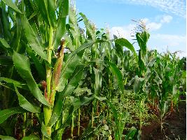 Sigue la subida de los cereales con el maíz disparado en su demanda en plena cosecha ante los problemas con el maíz francés