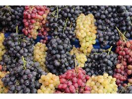 Solicitan más fondos y medidas extraordinarias para el sector vitivinícola en 2021.