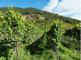 Vinos DO Mancha se realizarán en bodegas de zona de producción y de uvas de parcelas inscritas en registro de viñedos de la interprofesional.