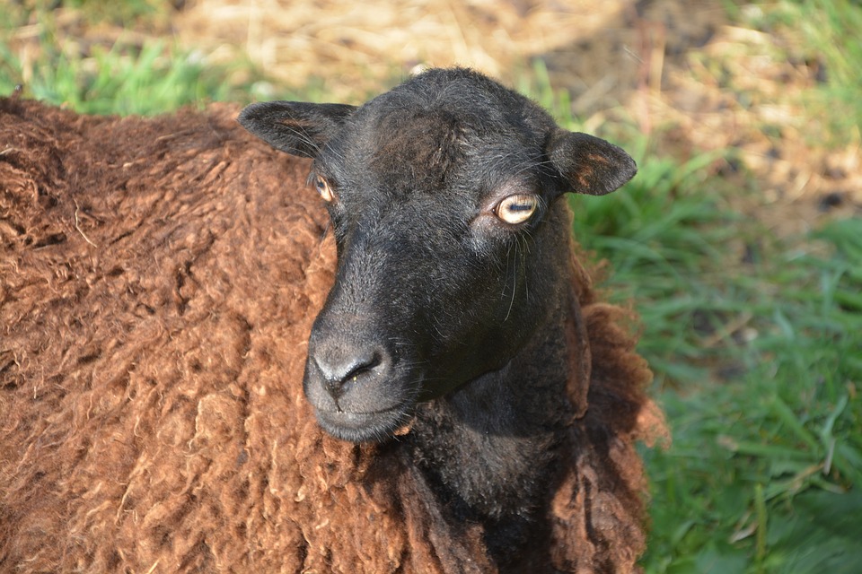 Soluciones para comederos ovinos y caprinos