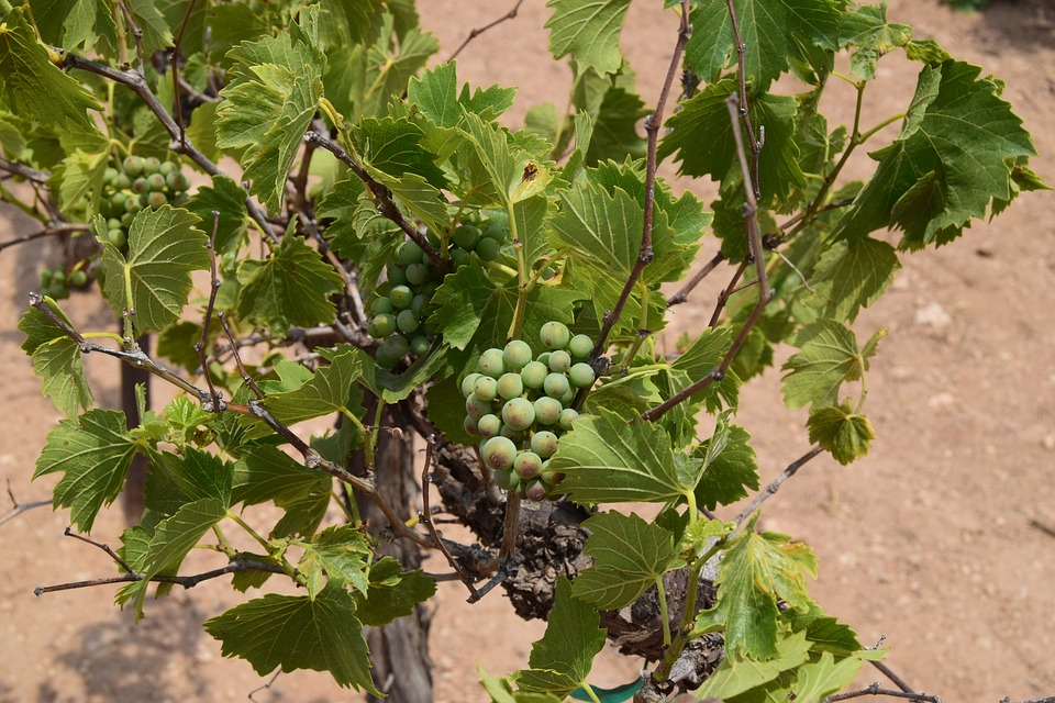 Acuerdo en UE para prolongar 15 años más, hasta 2045, la autorización de la plantación de viñedos.