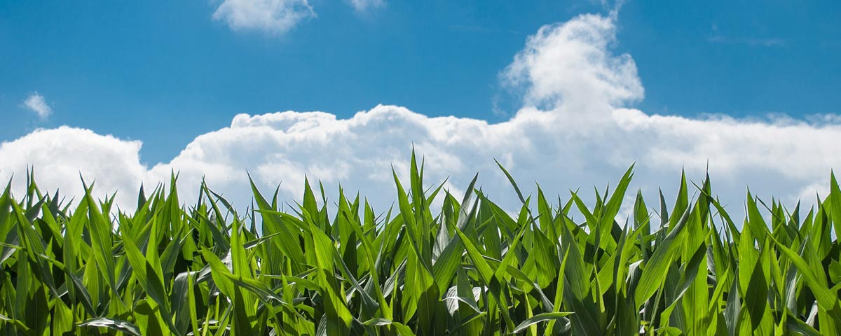 Agricultura sostenible: de qué se trata y por qué debemos conocerla